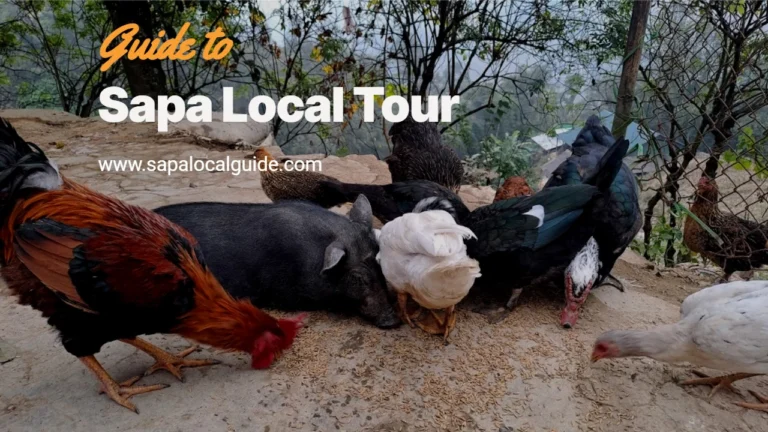 Best Sapa Local Tours The Authentic Experiences