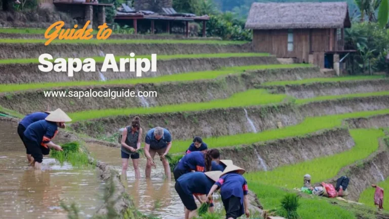 Sapa Aripl