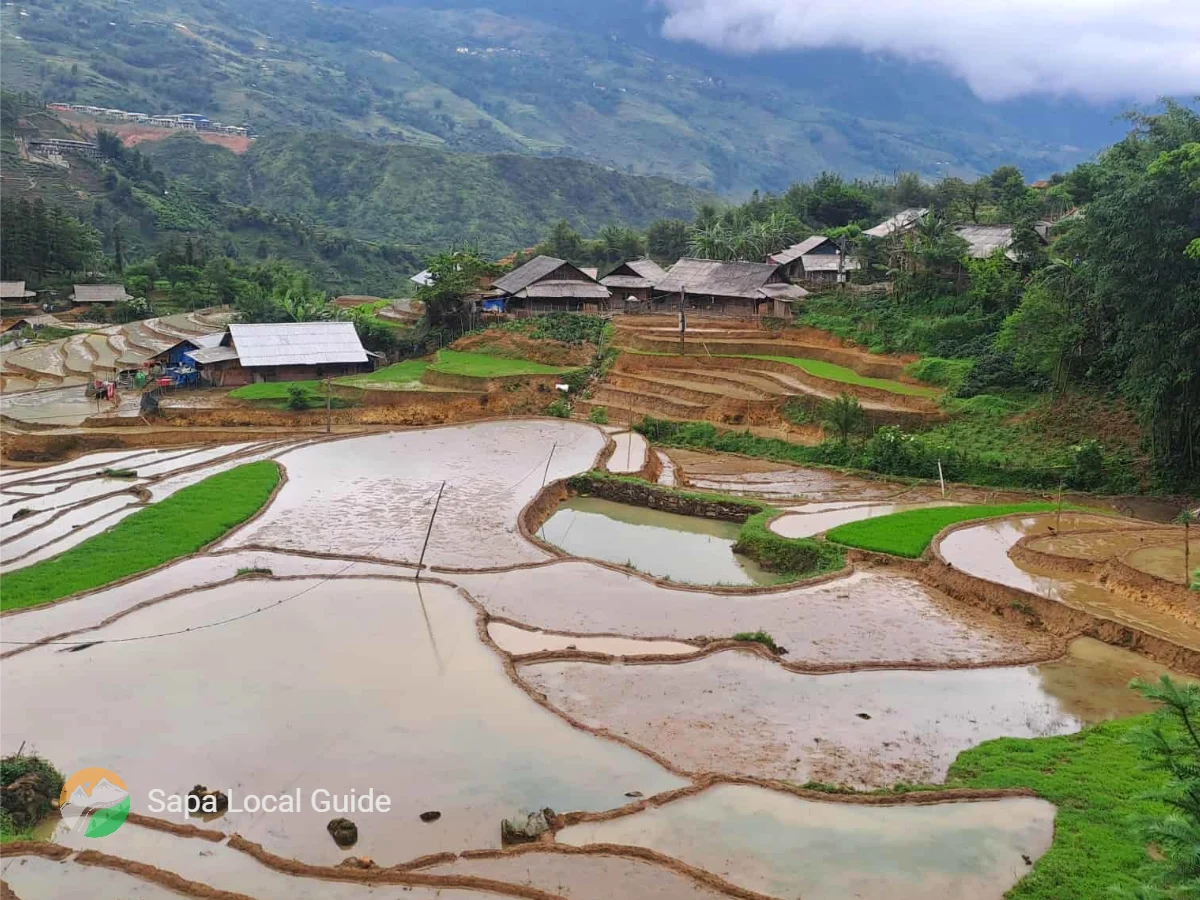 Muong Hoa Valley Sapa's Stunning Rice Terraces