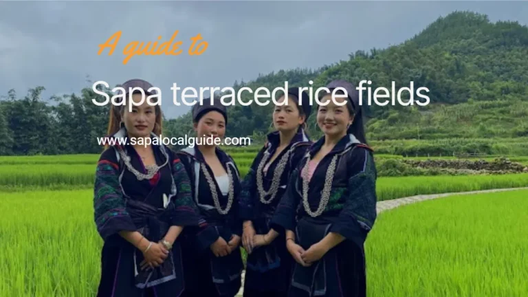 Sapa local terraced rice fields