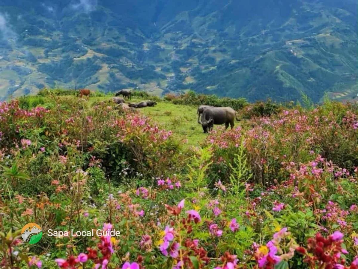 Y Linh Ho Village
